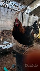 Gallo giovane Marans