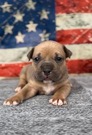 Cucciolo American Staffordshire Terrier