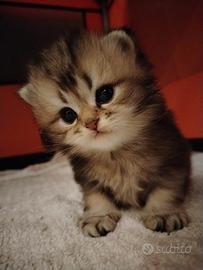 Cuccioli British Long Hair