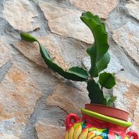 pianta di pitaya pianta grassa