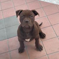 Cuccioli American Pitbull Terrier Ukc/Adba