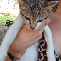 Gattina trovata al parco