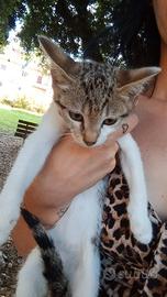 Gattina trovata al parco
