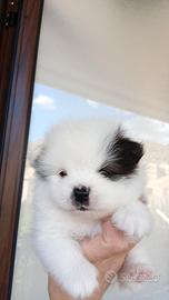 Spiz Pomerania nano