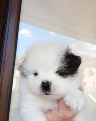Spiz Pomerania nano