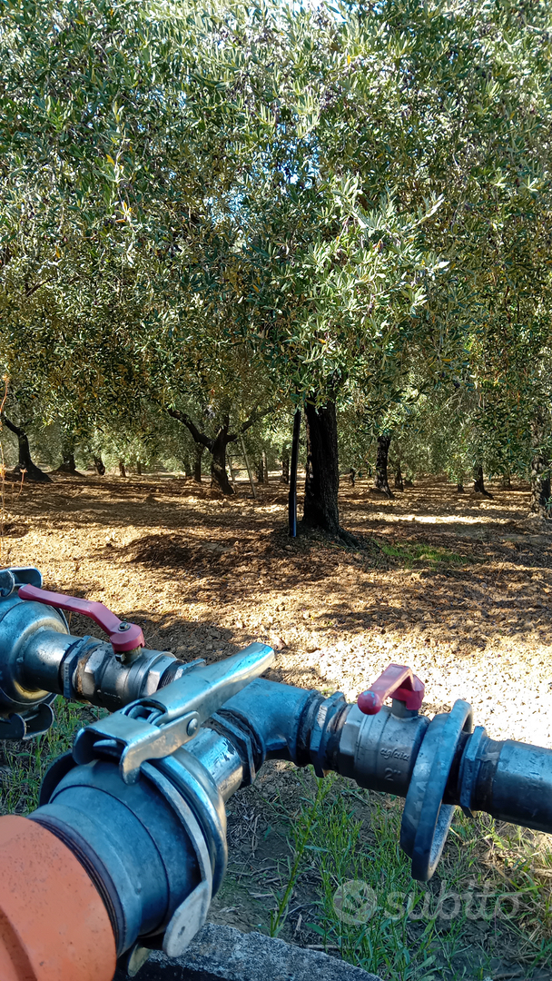 Terreno agricolo di olive - Vista 3
