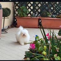 Coton de Tuléar disponibile per accoppiamento