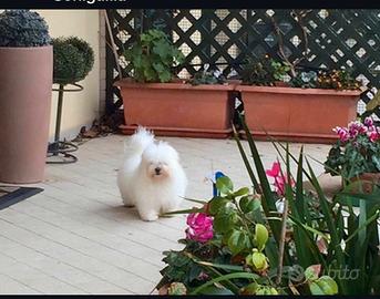 Coton de Tuléar disponibile per accoppiamento