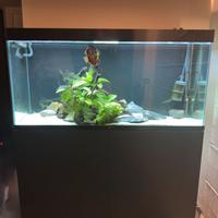 Acquario Askol Ciano