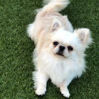 Maschietto pelo lungo