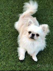 Maschietto pelo lungo