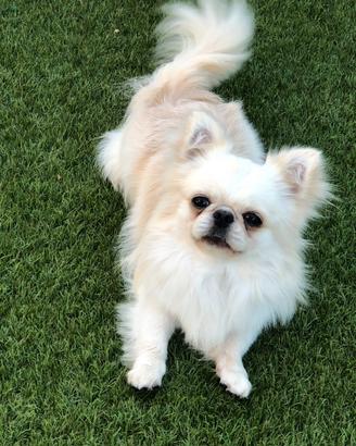 Maschietto pelo lungo