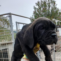 Cuccioli cane corso