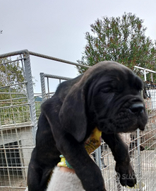 Cuccioli cane corso