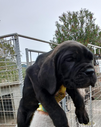 Cuccioli cane corso