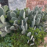 5 piante  - Opunthia cactus altezza 20-30cm