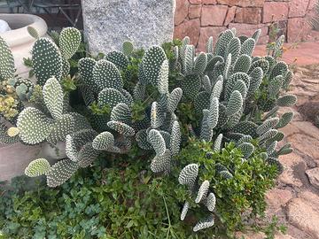 5 piante  - Opunthia cactus altezza 20-30cm