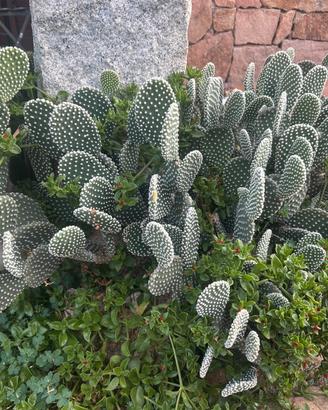 5 piante  - Opunthia cactus altezza 20-30cm