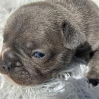 Bulldog francese blu esotic