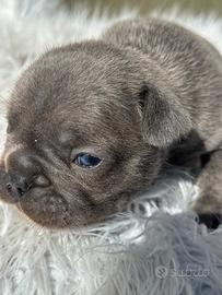 Bulldog francese blu esotic