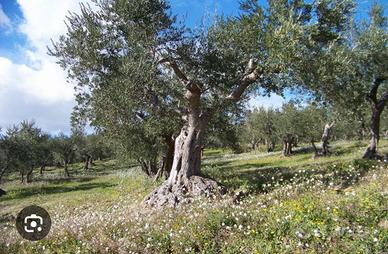 Fondo rustico in agro di Bitonto