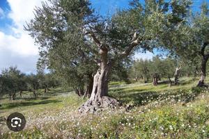 Fondo rustico in agro di Bitonto