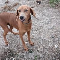 Cane segugio maremmano