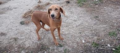 Cane segugio maremmano