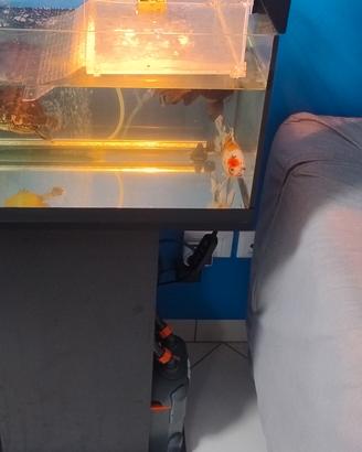 Tetra Starter Line LED 54 l Acquario 
