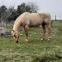 Quarter horse Palomino