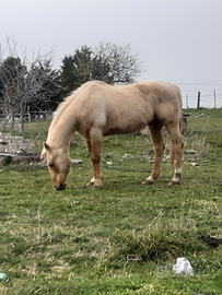 Quarter horse Palomino