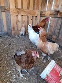 Araucana
