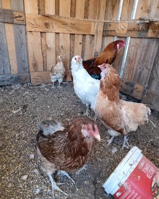 Araucana