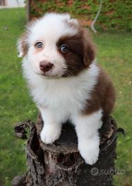 Pastore australiano/australian sheperd