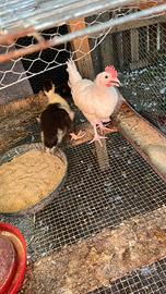 Anatre mute e galletti livornesi