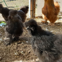 Galline Moroseta