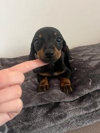 Cucciole di bassotto