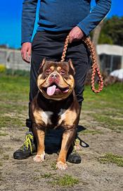 Pitbull monster