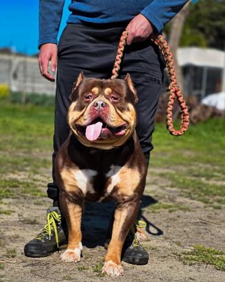 Pitbull monster