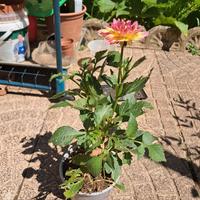  pianta da fiore dahlia pinnata