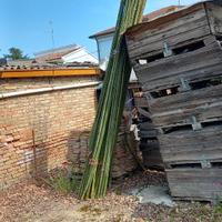 canne bamboo 
