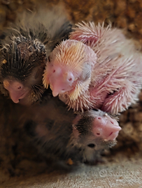 Pulli di calopsite ancestrali da imbecco