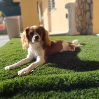 Cavalier king
