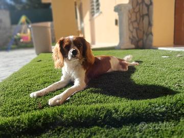 Cavalier king