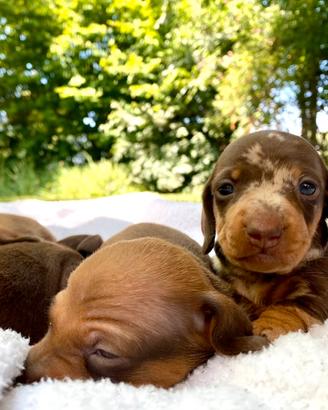 Cuccioli di Bassotto nano
