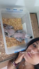 Ara ararauna