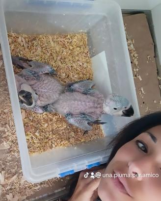Ara ararauna