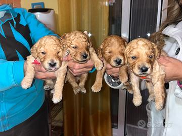 Barboncino nano color albicocca