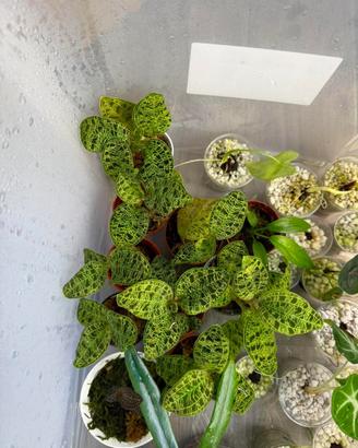 Macodes Petola