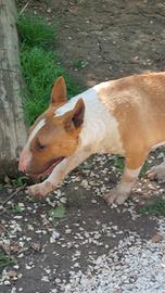 Bull terrier accoppiamento